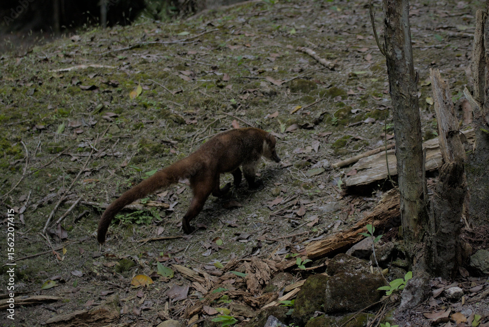 red fox in the woods red fox in the woods