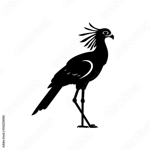 Silhouette of a secretary bird standing on the ground