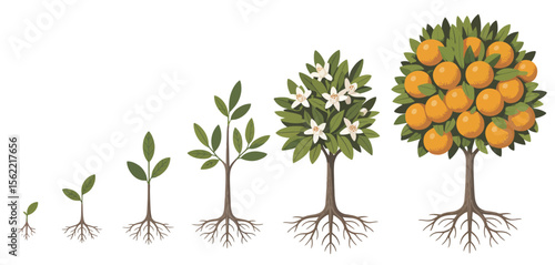 Stages of an orange tree s growth from seedling to fruit bearing plant