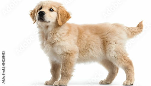 Cute golden retriever puppy standing gracefully, showcasing its soft fur and playful demeanor, perfect for pet lovers.