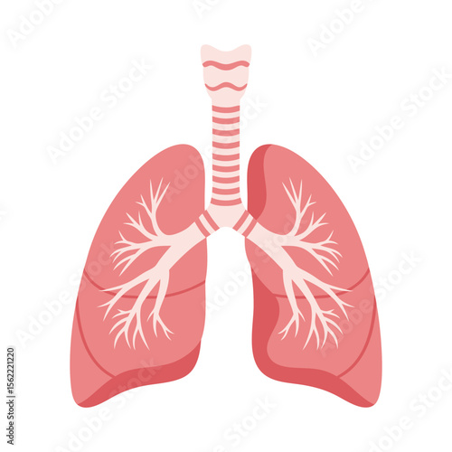 Detailed Human Lungs Respiratory System Flat Design Vector Illustration - Medical Biology Graphic