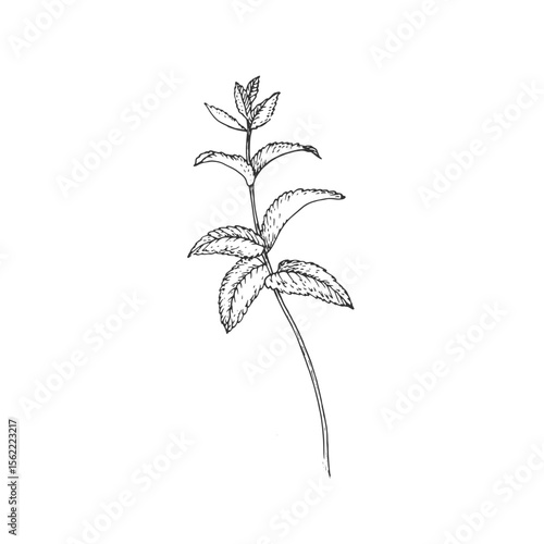 Mint branch. Vector illustration hand drawn with ink and isolated on white background. Object for label design