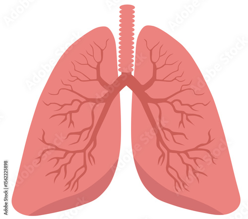 Human Respiratory System Lungs Anatomy Illustration