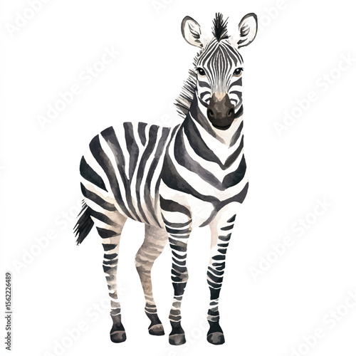 Watercolor Zebra Standing Frontally Showcasing Striking Black and White Stripes