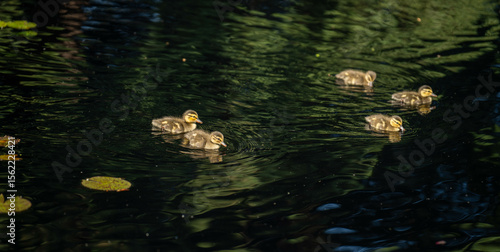 Φωτογραφία baby ducks