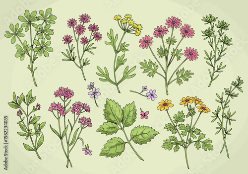 Variety of colorful botanical sketches against a pale green backdrop