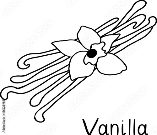 Vanilla flowers with vanilla sticks pods. Sketch hand drawn vector illustration. Isolated on white background.