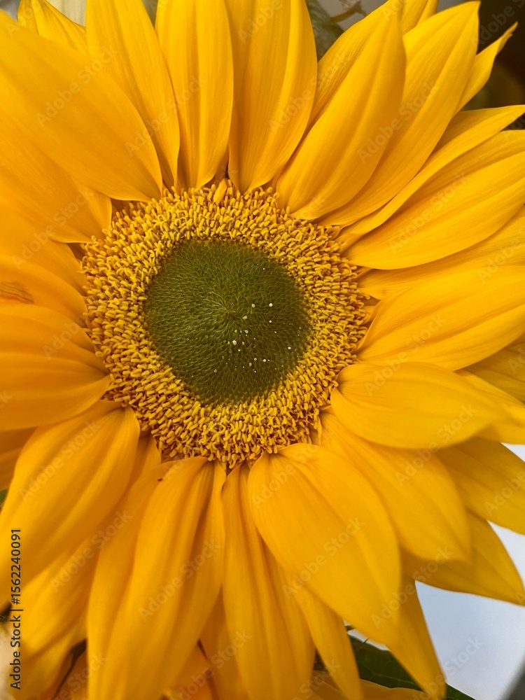 Obraz premium yellow sunflower close up