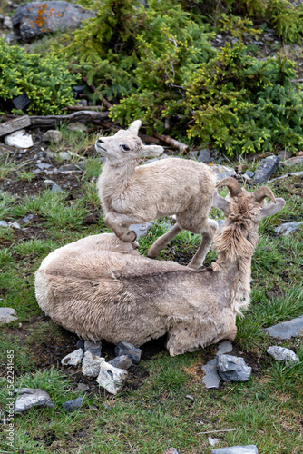 Wallpaper Mural Big horn sheep and lamb in mountains Torontodigital.ca