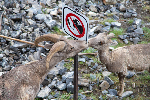 Wallpaper Mural Mountain sheep licking no feeding sign Torontodigital.ca