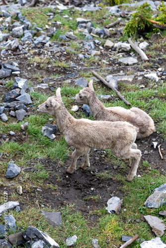 Wallpaper Mural big horn sheep lambs in the mountains Torontodigital.ca