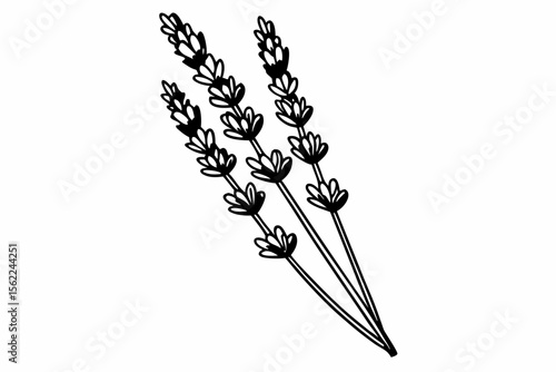 Delicate lavender sprigs illustration floral botanical