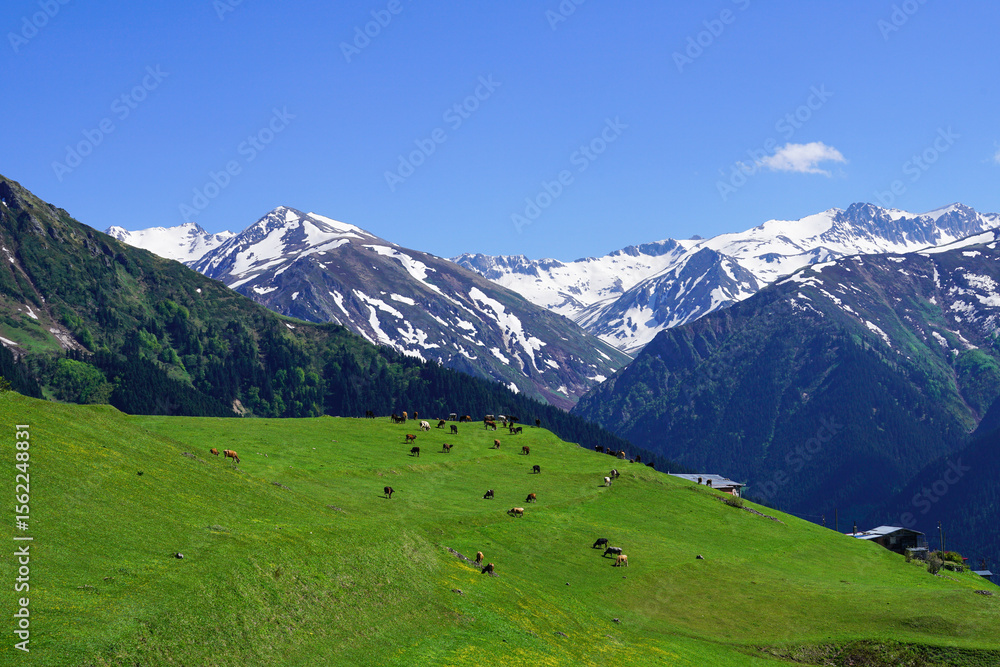 Image of Kackar mountain ranges and plateaus in Rize province. Image of Kackar mountain ranges and plateaus in Rize province.