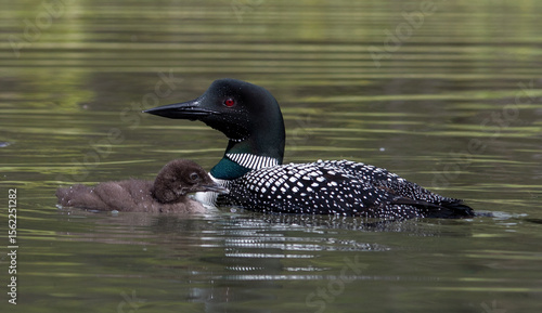 Wallpaper Mural Loon and loonet on lake, waterfowl, Emerald Lake, black bird and chick Torontodigital.ca