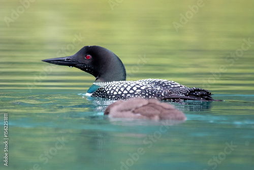 Wallpaper Mural Loon and loonet on lake, waterfowl, Emerald Lake, black bird and chick Torontodigital.ca