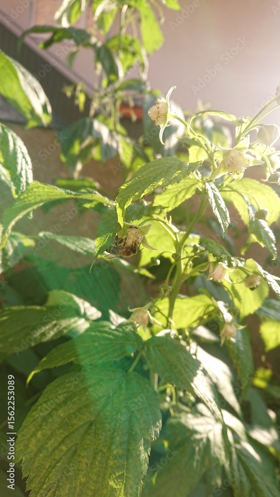 Obraz premium green leaves in the sun