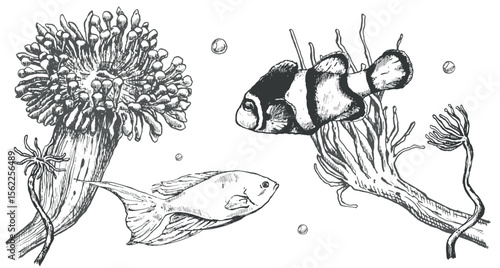 Vector composition of sea anemones and fishes