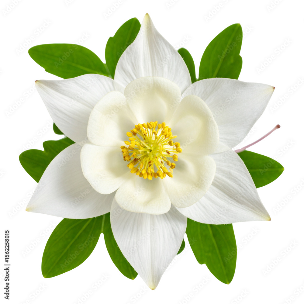 Obraz premium Artistic Top-Down View of White Columbine Flower with Radiating Green Leaves, Isolated PNG