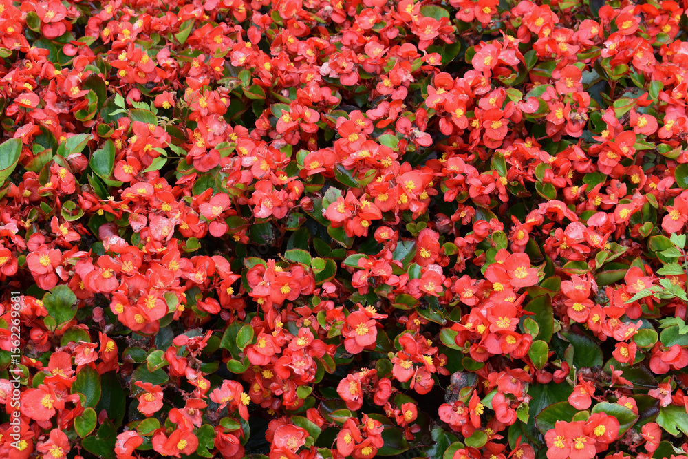 Obraz premium red and yellow flowers