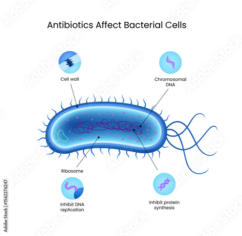 Antibiotics Affect on Bacterial Cell Structure
