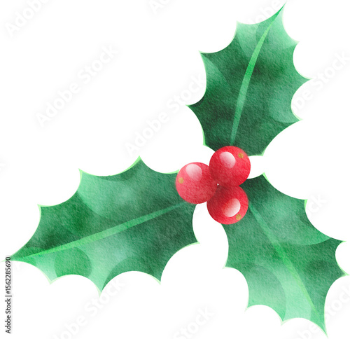 Watercolor holly berries and leaves illustration for Christmas decoration