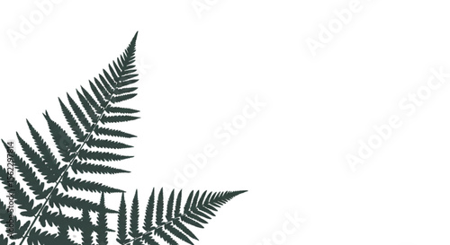 Fern leaf shadow corner background vector illustration