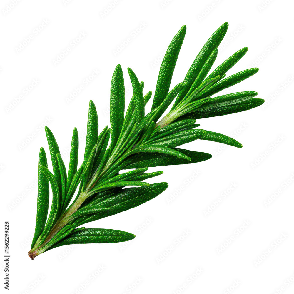 Fototapeta premium Fresh Green Rosemary Sprig Herb Isolated on Transparent Background