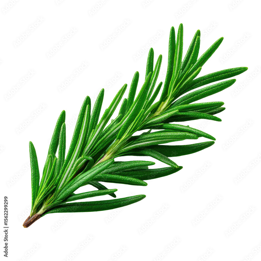 Fototapeta premium Fresh Green Rosemary Sprig Herb Isolated on Transparent Background