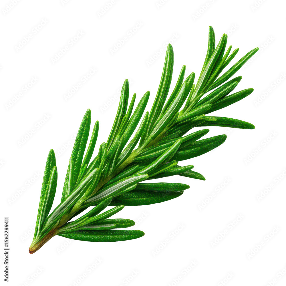 Obraz premium Fresh Green Rosemary Sprig Herb Isolated on Transparent Background