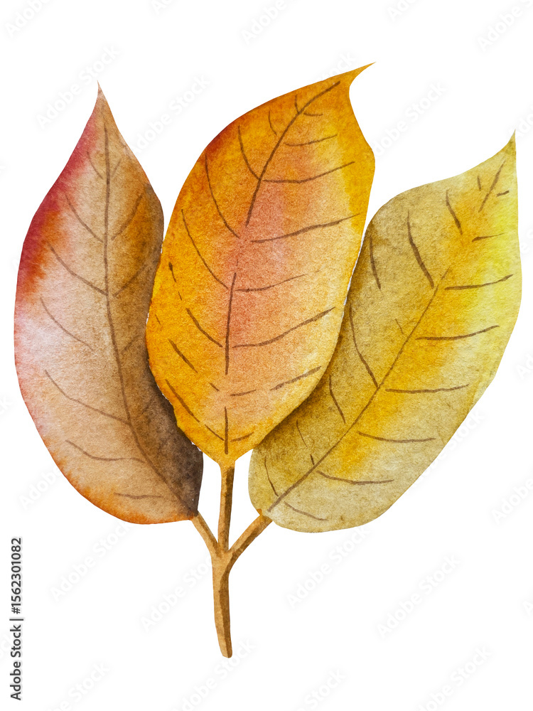 Fototapeta premium Hand paint watercolor autumn set of pumpkins, acorns, autumn leaves, mushrooms, rowan berry, isolated on white background. Perfect for creating cards, design. Thanksgiving day illustrations