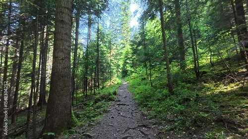 Walking along a mountain forest path. Fresh greenery on the trees. Bright sunny day.