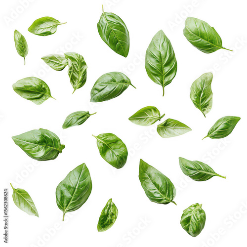 Fresh green basil leaves scattered naturally isolated on transparent background