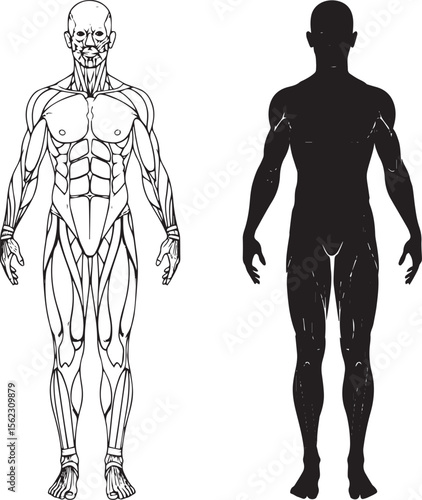 Human Body Anatomy and Muscle System Illustration