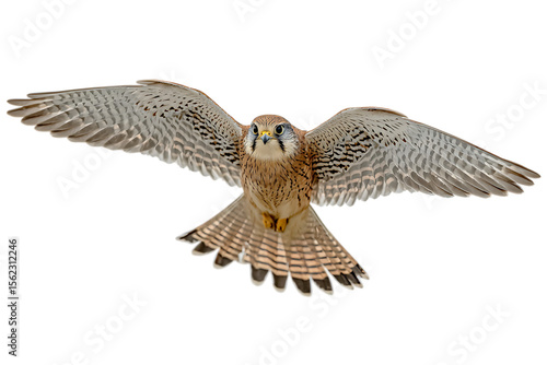 Kestrel in flight, isolated on black background