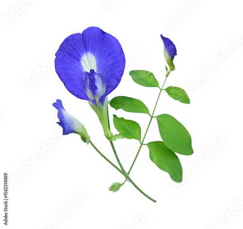 Close-up of beautiful different shaped butterfly pea flowers isolated on transparent.