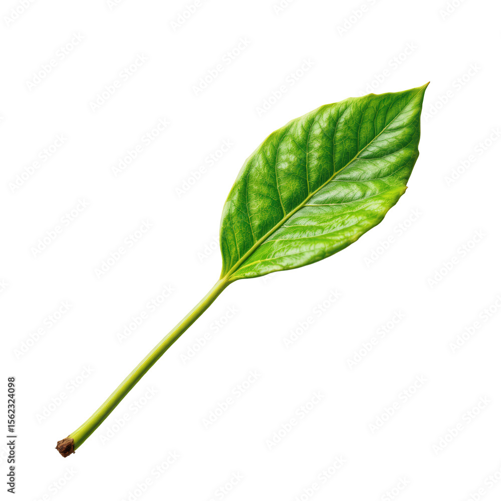 Obraz premium Fresh Green Leaf with Veins Exhibiting Natural Texture and Vibrant Color Isolated on White Background