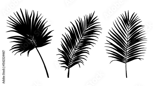 Black palm leaves arranged on a isolated white background. Natural palm leaf shadows isolated on white background. Tropical leaf silhouettes on transparent background for design and decoration.