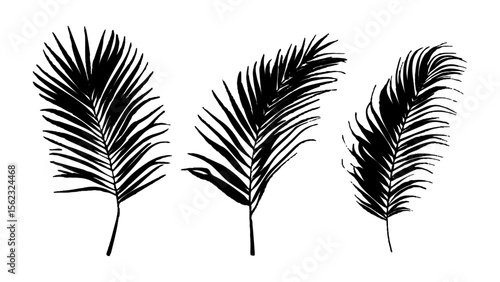 Black palm leaves arranged on a isolated white background. Natural palm leaf shadows isolated on white background. Tropical leaf silhouettes on transparent background for design and decoration.