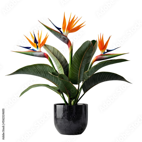 Potted flower isolated on white background