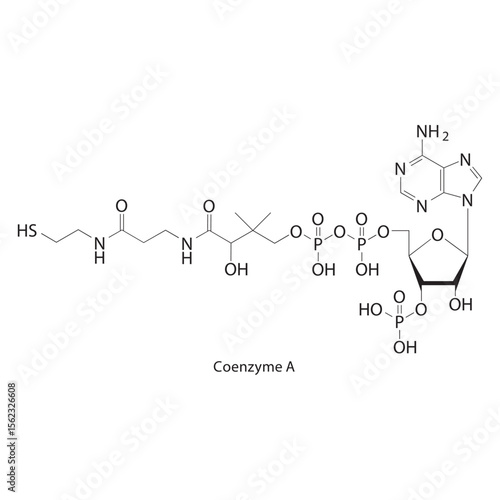 Coenzyme A skeletal structure. Coenzyme compound schematic illustration. Simple diagram, chemical formula.