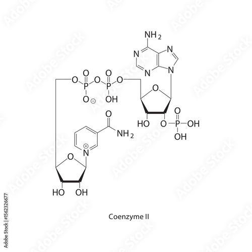 Coenzyme II skeletal structure. NADP⁺ compound schematic illustration. Simple diagram, chemical formula.
