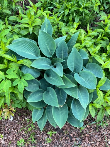 Classic Hosta hybrida Halcyon with blue wavy leaves and streaks in a summer garden. Flower background