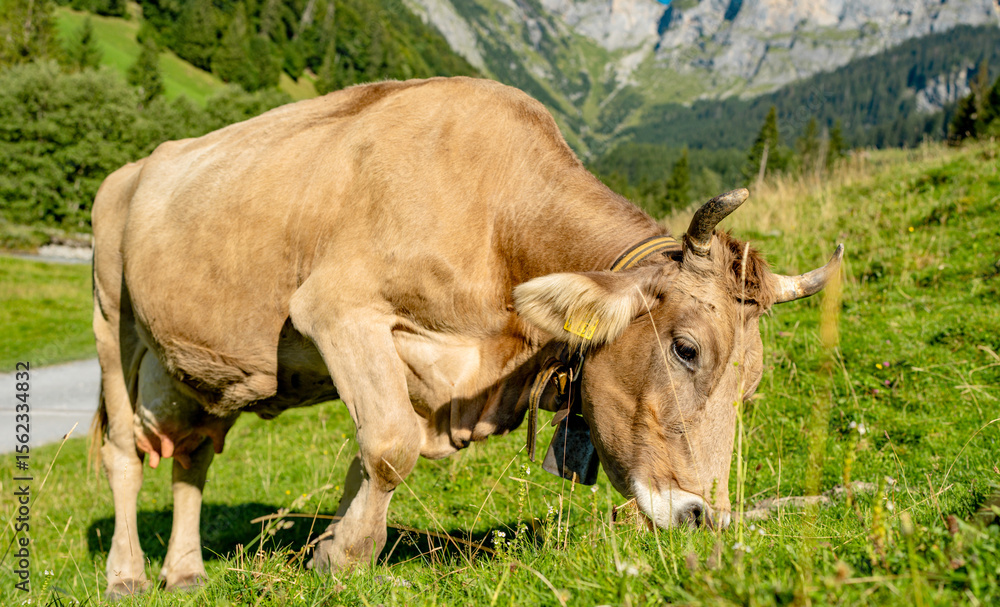 Cow on on spring meadow. Cows farm nature. Cattle eating grass, grazing on pasture. Herd of cows on an agricultural farm. Cow on lawn. Cow grazing on green meadow. Holstein cow. Cow on on spring meadow. Cows farm nature. Cattle eating grass, grazing on pasture. Herd of cows on an agricultural farm. Cow on lawn. Cow grazing on green meadow. Holstein cow.