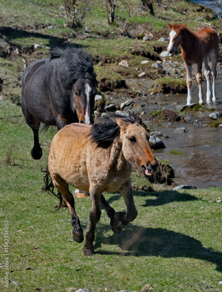 Fototapeta premium Russia. The South of Western Siberia, the Altai Mountains. A black stallion chases another stallion through the valley of the Ursul River to sort things out.