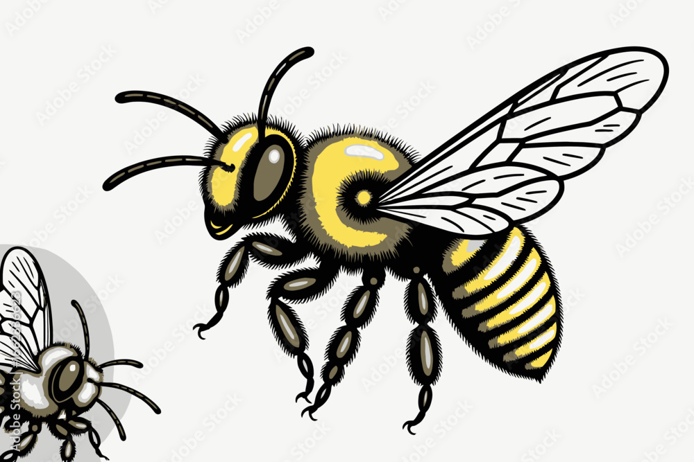 Fototapeta premium Honey Bee Illustration- Detailed Drawing of a Bee with Striking Black and Yellow Markings- Focus on Pollination and Bee Anatomy Depicted
