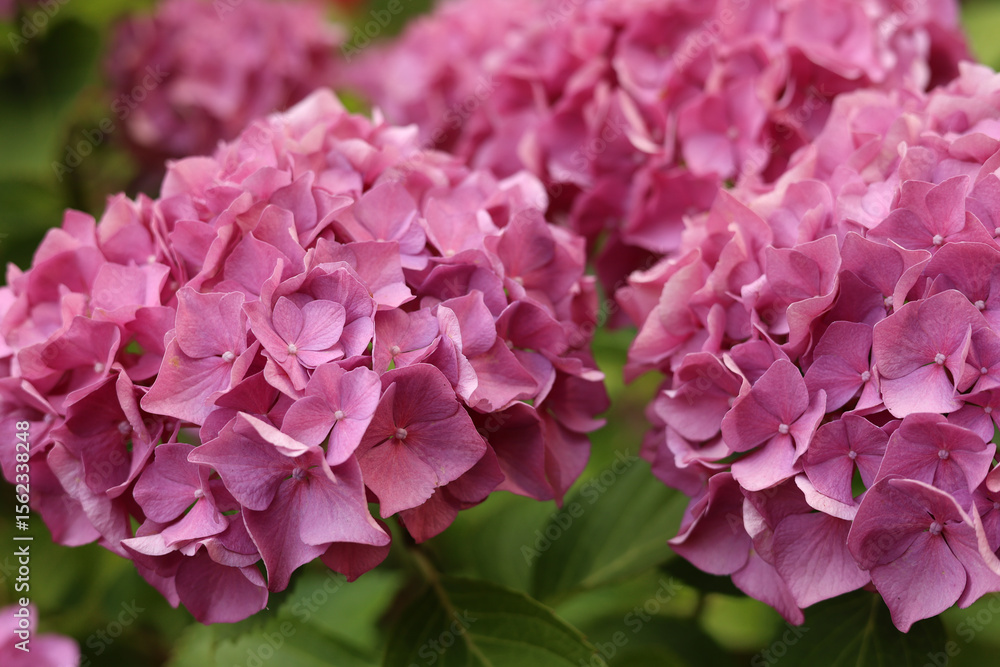 Pink hydrangea flower in garden bloom with blurry hydrangea flowers background in winter morning. Pink hydrangea flower in garden bloom with blurry hydrangea flowers background in winter morning.