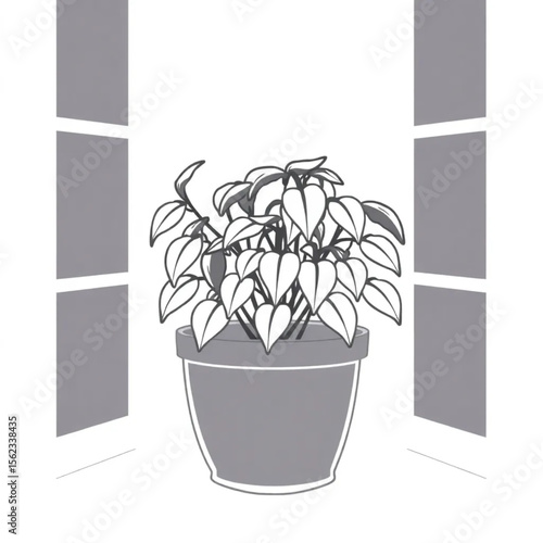 A potted chilli plant on a windowsill