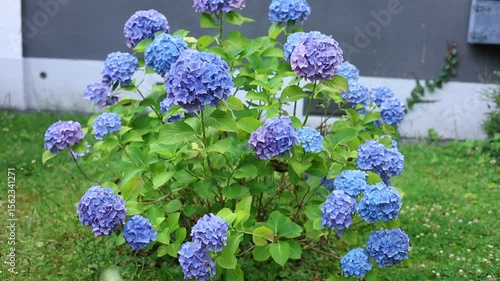detail of a blue Hydrangea or hortensia flowers (Hydrangea Macrophylla) with blurred background