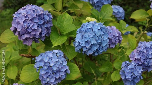 detail of a blue Hydrangea or hortensia flowers (Hydrangea Macrophylla) with blurred background