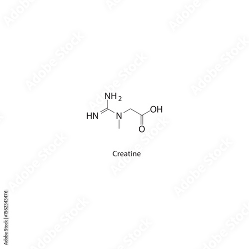 Creatine skeletal structure. Amino acid derivative compound schematic illustration. Simple diagram, chemical formula.